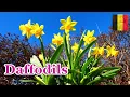 DAFFODILS MARCH BIRTH FLOWER Ellaslife71