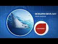 Species Spotlight - Sicklefin Devil Ray Mobula tarapacana