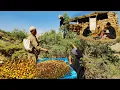Download Lagu IRAN nomadic life: Harvesting Nomadic Products 🌰| The Secrets of Nomadic Almond Sweetening 🍯