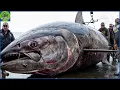 Download Lagu Giant Tuna Fishing, How Fishermen Catch And Process Billions Of Tuna - Tuna Processing Factory