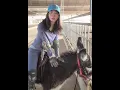 Lagu Donkey Riding #Donkey #Donkeyriding #sheep #sheepriding #Buffaloriding