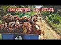 Download Lagu reggae ll iksan scoter - Lagu petani