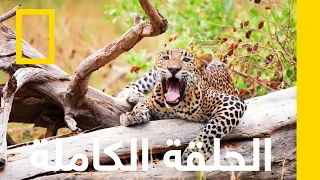 الحلقة الكاملة سيريلانكا سلالة النمر ناشونال جيوغرافيك أبوظبي 