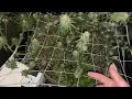 JinxProof Genetics 9 Hammer final update