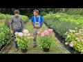 Hydrangea arborescens Candybelle Marshmallow and Candybelle Bubblegum