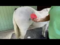 Curry Comb your horse