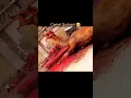 Download Lagu Qurbani video #camel #allah #muhammadﷺ #camels #qurbanistatus #qurbani #eidspecial #eid #fypシ゚viral
