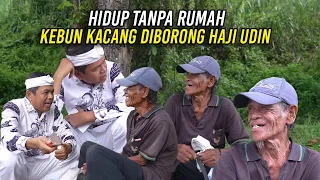 hidup tanpa rumah kebun kacang yang baru tumbuh diborong haji udin
