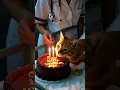Download Lagu Cerita Sedih Seorang Dokter Menyalakan Lilin untuk Seekor Kucing Kecil yang sakit dan Berani 🎂💔