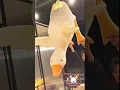Download Lagu Goose Plush Toy 🦢 | Plush Toys for Kids | Plush Toy | #plushtoys #cutetoys #shorts #giftforkids