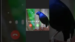 رنين الهاتف الجوال نغمة العصافير 