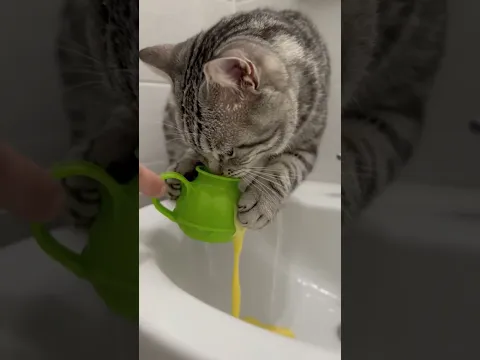 GROSS OR SATISFYING? 🤧✨CAT SINUS RINSE 🐈‍⬛💧 #cat #funnycats