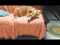 Rescued adopted puppy  feels sleepy on sofa.. Dog slowly falling asleep.. Sleepy head..