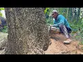 Download Lagu Roared… Cutdown Huge tree on the edge of the rice field.