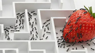 World s Smartest Ants vs 5 Puzzles