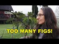 10 fig trees I m getting rid of