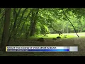 What to know if you encounter a black bear in West Virginia