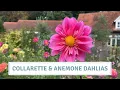 Download Lagu Dahlia Tour Anemone, Collarette And Single Varieties 2022