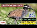 Download Lagu Ibong Tikling Na Barred Rail |Huni At Totoong Tunog|Legit Real Call Sound|Barred Rail Bird Sounds
