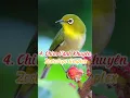 Download Lagu Top 10 Loài Chim Cảnh Có GIỌNG HÓT Hay Nhất Việt Nam #top10 #shorts #birdsong #animals #birds #top