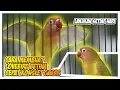 Download Lagu Cara membuat lovebird betina cepat konslet gacor