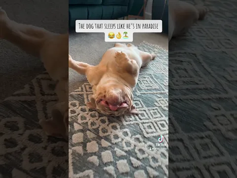 Why is he like this #bulldog #shortsviral #sleepytime