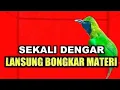 Lagu Ini Baru Masteran Cucak Ijo Mewah‼️Besetan \u0026 Roll Tembak Kasar Paling Dicari