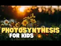 Photosynthesis for Kids Learn how plants MAKE their own food