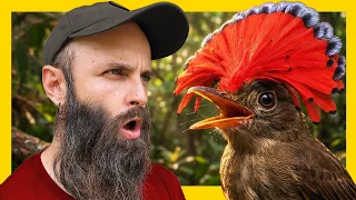 Encontré esta locura de animal en una selva remota de Costa Rica