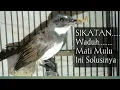 Download Lagu Cara merawat Burung Sikatan Jawa/Sikatan kipas