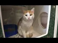 Humane Society of Southwest Missouri kicks off reduced-fee adoption event