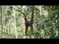 Orangutans Swinging from Trees