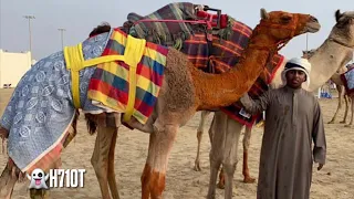 مسفر السندوانه حفله 