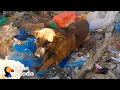Lagu Dog Rescued From Dumpster Won’t Stop Asking For Pets Now | The Dodo