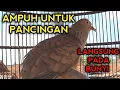 Download Lagu PANCINGAN PERKUTUT BANGKOK AGAR BUNYI - BIKIN PERKUTUT BANGKOK CEPAT GACOR BOS.