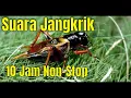 Download Lagu Suara Jangkrik 10 Jam Non Stop No Copyright