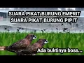 Download Lagu SUARA PIKAT BURUNG PIPIT SAWAH #suarapikatburungkecil #suaraburungsawah #burungpipit #empritsawah