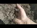 How I add Amendments to my Garden Beds Hapi-Gro soil Review