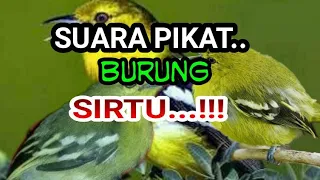 Download Suara pancingan/pikat burung sirtu joooss...!!! MP3