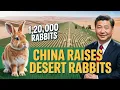 Download Lagu Unbelievable! China Used 1.2 Million Rabbits to Turn a Dead Desert Into a Green Paradise