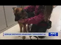 Several German Shepherds abandoned in NJ