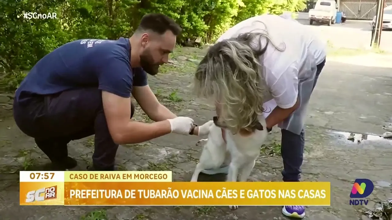 Prefeitura de Tubarão vacina cães e gatos nas casas após caso de raiva em morcego