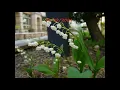 Download Lagu Lily of the Valley Planting Record 2021