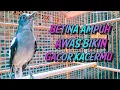 Download Lagu JAMINAN AMPUH KACER BETINA GACOR BIKIN KACER JANTAN LANGSUNG BUNYI !! PANCINGAN KACER GACOR AMPUH ..