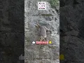 Download Lagu Epic Mountain Goat Climb Gone Wrong: Daring Descent Down the Cliff