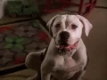 Download Lagu Homeward Bound: The Incredible Journey