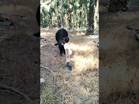 Anak Kecil Ini Berani Dekati Sapi-Sapi di Kebun Sawit