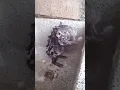 Download Lagu Tikus lagi mandi pakai sabun