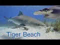Download Lagu The Ultimate Tiger Beach Video - Plus Shark ID