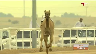 سباق الهجن الشوط الاول دندنها